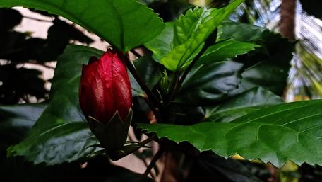 Vibrant Red Blossom Amidst Lush Greenery wallpaper