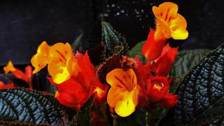 Vibrant Orange and Yellow Blossoms for Your Space wallpaper