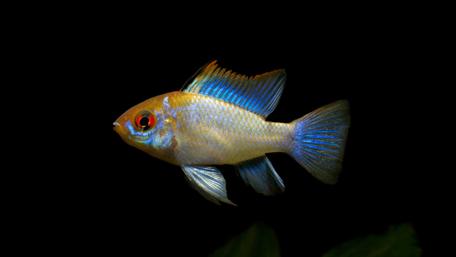 Vibrant Ramirezi Fish Underwater Beauty wallpaper