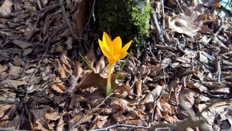 Golden Crocus Blooming in Bulgarian Woods during Spring Season wallpaper