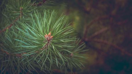 Green Pine Close-Up wallpaper