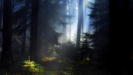 Mystical Twilight in the Silent Forest wallpaper