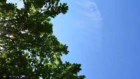 Tranquil Blue Sky and Lush Greenery wallpaper