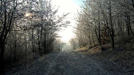 Frozen Pathway Through Winter Woods wallpaper