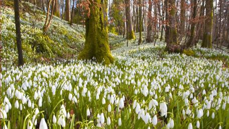 Spring Snowdrops in Enchanted Forest wallpaper