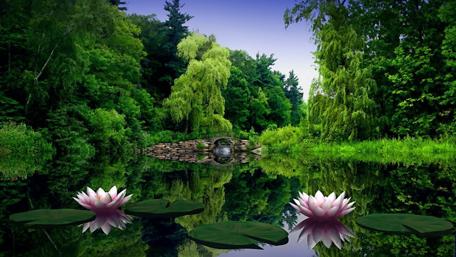 Tranquil Reflection in Nature's Haven wallpaper