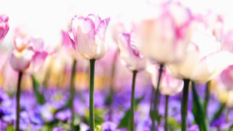 Springtime Garden of Tulips and Violets wallpaper