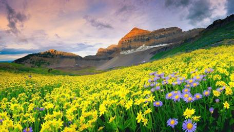 Valley of Flowers Serenity at Dawn wallpaper