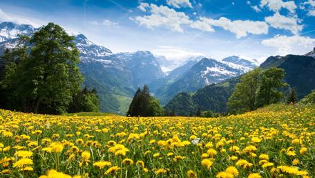 Spring Elegance on Dandelion Hill wallpaper
