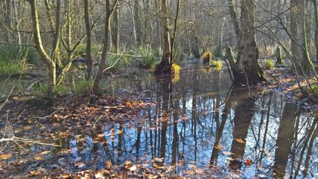 Serene Forest Reflection in Tranquil Wetland Scene wallpaper