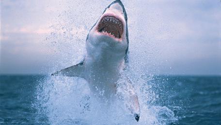 Majestic Shark in Action wallpaper