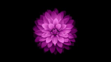Vibrant Pink Flower Against Black Background wallpaper