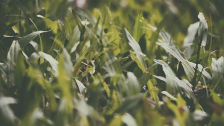 Lush Green Bliss in Nature's Embrace wallpaper