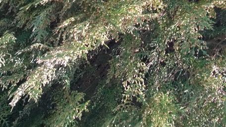 Lush Greenery in Natural Harmony wallpaper
