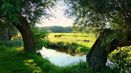 Serene Meadow with Grazing Horses wallpaper