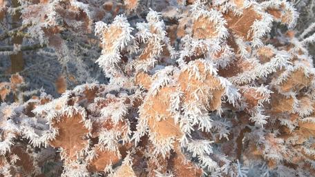 Frozen Leaves in a Winter Wonderland wallpaper