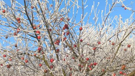 Frosted Beauty of Winter Fruit Tree wallpaper
