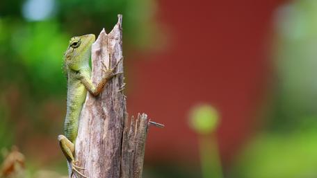 Vibrant Chameleon in a Serene Forest Setting wallpaper