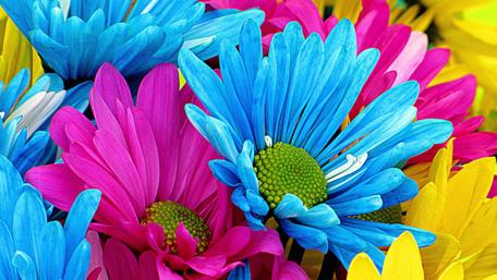 Vibrant Daisy Bouquet in 4K wallpaper