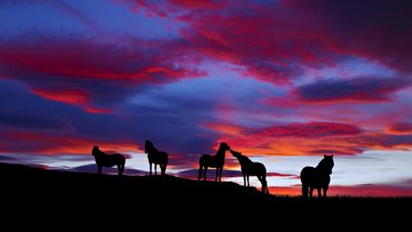 Horse silhouette wallpaper