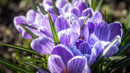 Blooming Crocuses wallpaper
