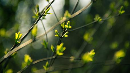 Spring's Gentle Awakening in 4K Detail wallpaper
