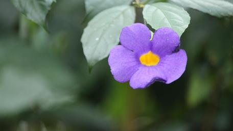 Vibrant Purple Bloom Among Lush Greenery wallpaper