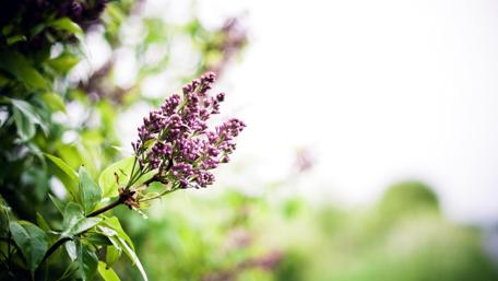 Blooming Lilacs Welcome Springtime Beauty wallpaper