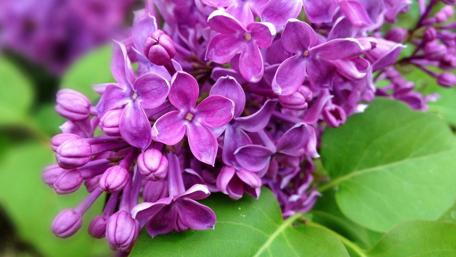 Lilac Spring Blooming wallpaper