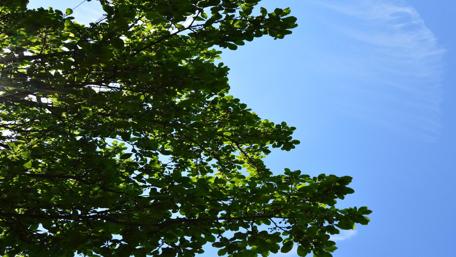 Serene Summer Canopy Above Sunny Blue Skies wallpaper