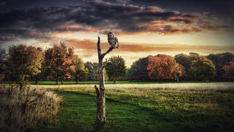Majestic Owl at Dusk in a Serene Meadow wallpaper