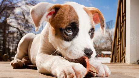 Playful Puppy with Leaf wallpaper