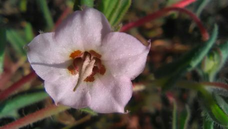 Delicate Blossoms in Soft Focus wallpaper