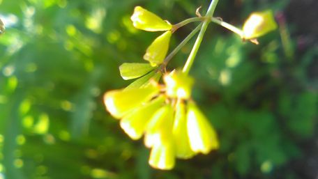 Bright Yellow Blossoms in Soft Focus wallpaper