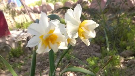 Delicate Daffodils Blooming in Springtime Garden wallpaper