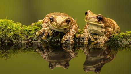 Cute Frogs Reflecting on Mossy Green wallpaper