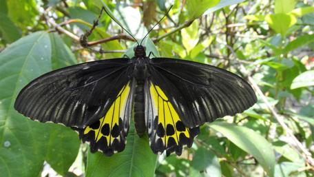 Butterfly Splendor in 4K Clarity wallpaper