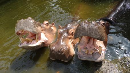 Playful Hippos Enjoying a River Splashing Fun wallpaper