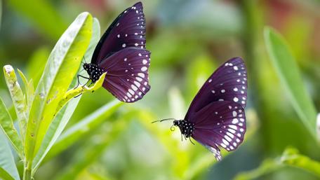 Violet Butterflies in Lush Greenery wallpaper