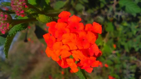 Vibrant Blossoms in Spring Sunshine wallpaper