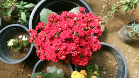Vibrant Red Blooms in Nature's Beauty wallpaper