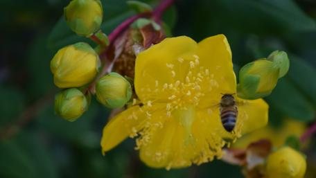 Buzzing Beauty of Nature's Pollinator wallpaper