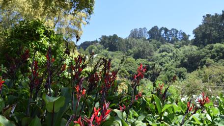 Vibrant Flora Against a Verdant Backdrop wallpaper