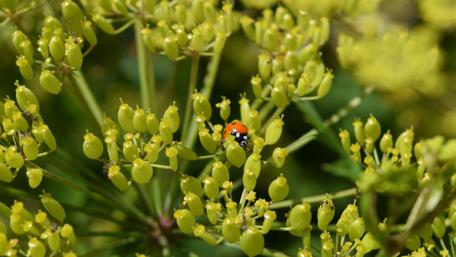 Vibrant Ladybug Among Tender Greenery wallpaper