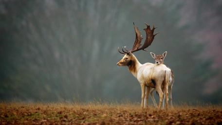 Misty Morning Stroll with Majestic Deer wallpaper