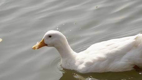 Elegant White Duck Amidst Tranquil Waters wallpaper
