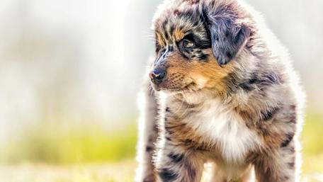 Adorable Puppy in Serene Landscape wallpaper