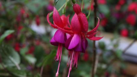 Vibrant Fuchsia Blooms in Garden Beauty wallpaper