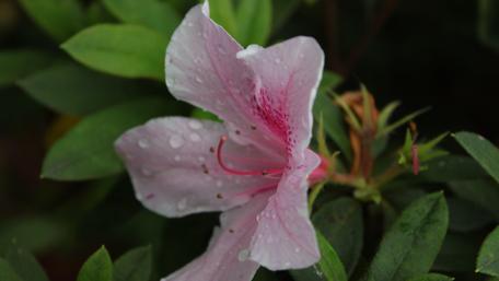 Delicate Pink Azalea Blooming in Raindrops wallpaper