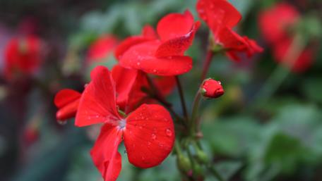 Vibrant Red Flowers in Rainy Beauty wallpaper